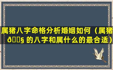 属猪八字命格分析婚姻如何（属猪 🐧 的八字和属什么的最合适）